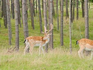 The European fallow deer (Dama dama) in the forest, also the common fallow deer or simply fallow deer, is a species of deer native to Eurasia. Lithuania