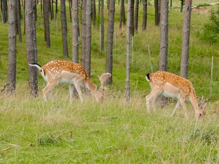 The European fallow deer (Dama dama) in the forest, also the common fallow deer or simply fallow deer, is a species of deer native to Eurasia. Lithuania
