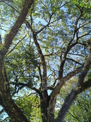 Grandearvore de parque. Florestas