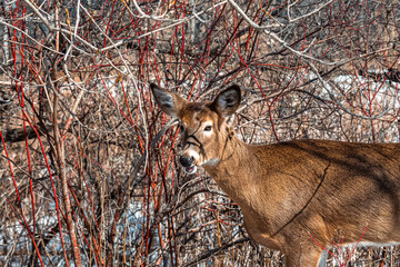 deer in the woods