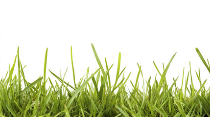 Close up of green grass on white background