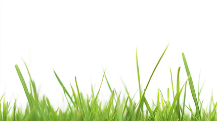 Close up of green grass against white background
