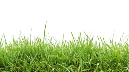 Close up of green grass against white background
