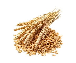 Fresh Golden Wheat Stalks on a Bed of Grain for Agricultural Use