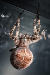 spider on a web