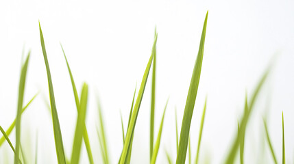 Obraz premium Vibrant green grass blades in sharp focus against white background