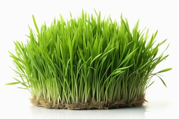 Obraz premium Lush Green Grass Clump Cutout - Isolated on White Background for Design