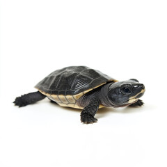 Obraz premium baby turtle on white background, showcasing its shell