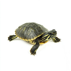 Obraz premium baby turtle isolated on white background