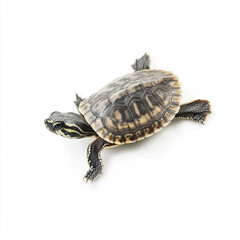 Obraz premium baby turtle isolated on white background