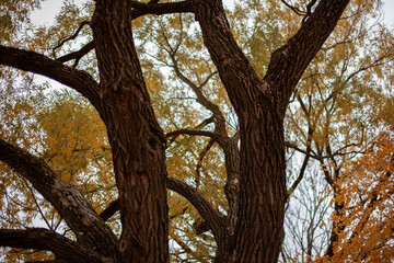 autum trees
