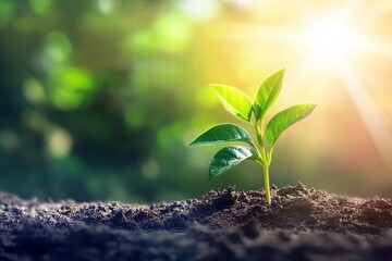 Young Green Plant Sprout Growing in Rich Soil Sunlight Nature Ecology new life hope root stem view farm fresh earth shoot flora image scene rural     