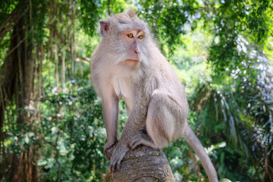 Monkey in the Sacred Monkey Forest Sanctuary. Ubud. Bali.