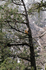 Squirrel perched on a majestic tree in the serene landscape of Kyrgyzstan's mountains