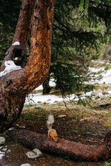 Squirrel foraging in a snowy forest in Kyrgyzstan amidst ancient trees