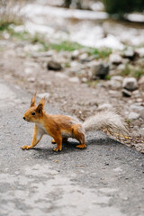 Curious squirrel exploring the pathways of Kyrgyzstan in a serene natural setting