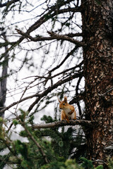 Squirrel perched on a branch in the serene forests of Kyrgyzstan, surrounded by towering pines and soft morning light