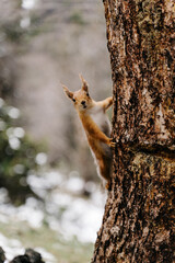 Squirrel climbs a tree in the serene landscapes of Kyrgyzstan's winter woods