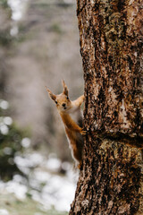 Explore the vibrant world of nature in Kyrgyzstan with a playful squirrel climbing a majestic tree
