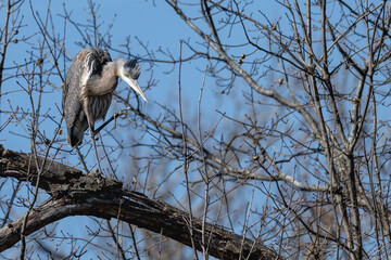 Great blue heron raises its leg to scratch its head while perched in a tree.