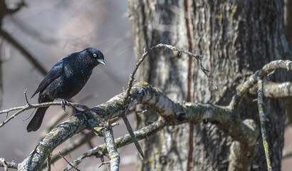 Brewer's blackbird perched in a tree.