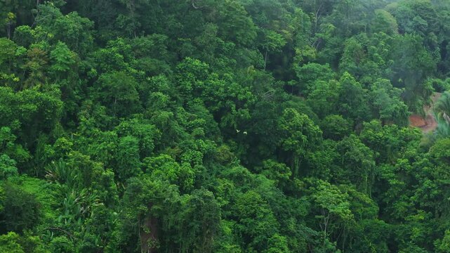 Embark on a journey to witness the vibrant beauty of colorful parrots flying over the lush rainforests of Costa Rica, captured in stunning 4K, ensuring a mesmerizing adventure that leaves you in awe