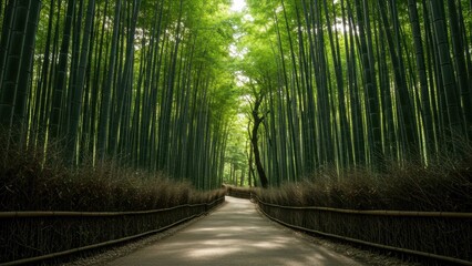 Obraz premium Bamboo forest pathway with sunlight filtering through trees Promotes tranquility, mindfulness, and natural beauty