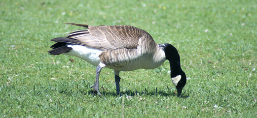 canada goose standing on the grass