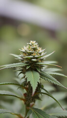 cannabis bud with blurred background, Dreamy. with white shades