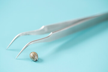Tick ​​on a Blue background.Carrier of Lyme disease and encephalitis. Close-Up of a Tick and...