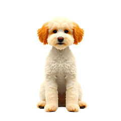 Obraz premium Poodle (Standard) dog