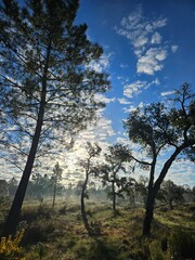 trees and sky, fog in the forest 