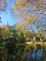 Suny day in a lake near the forest 