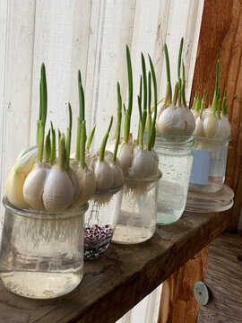 growing garlic at home