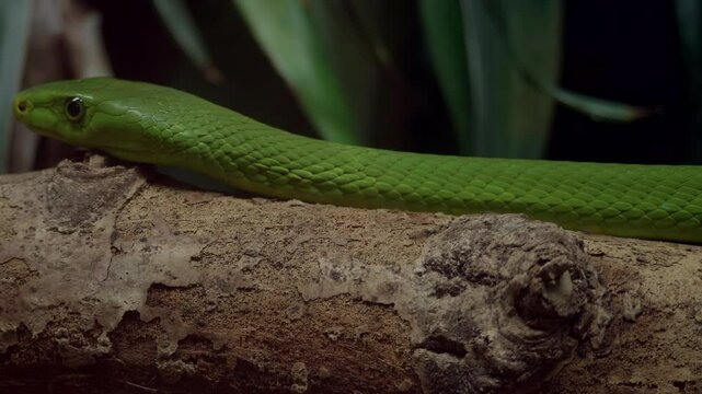 Green Mamba Crawling on a Branch