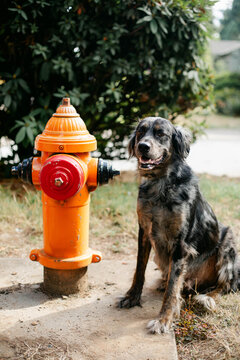 Cute Dog Sitting next to Fire Hydrant