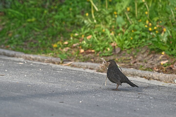 Blackbird Foraging for Nesting Material