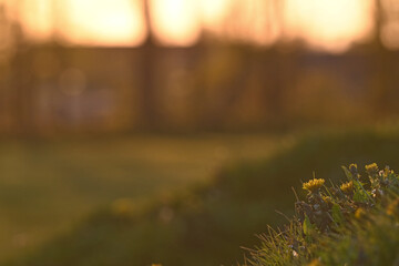 Serene Sunset Over Flowering Grass