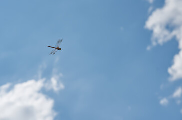 Dragonfly in Flight Against Blue Sky