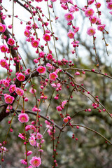 綱敷天満宮の梅