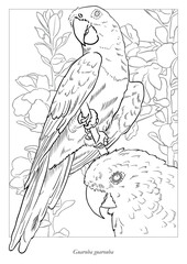 Obraz premium adult golden conure in a branch