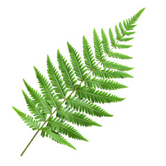 Single green fern leaf cut out. Isolated on a transparent background.