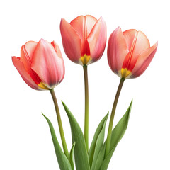 Fototapeta premium Three elegant blooming tulips, cut out. Isolated on a transparent background.