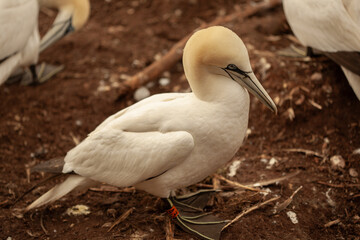 island birds