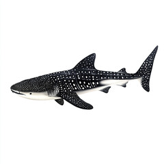 Fototapeta premium Whale shark illustration on white background