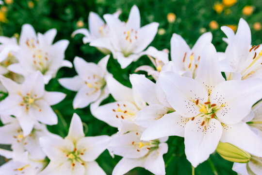 lily bush - Powered by Adobe