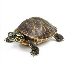 Obraz premium Turtle isolated on white background, showcasing detailed shell pattern