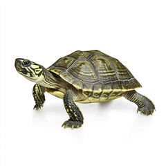 Obraz premium Turtle isolated on white background, showcasing detailed shell pattern