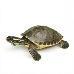 Obraz premium Turtle isolated on white background, showcasing its detailed shell