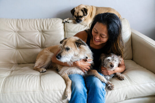 Portrait many dogs